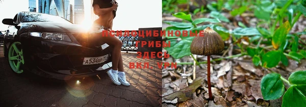 сатива Пролетарск